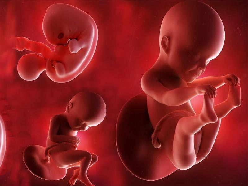 Η  Ανάπτυξη του Εμβρύου - Fetal Development